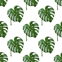 Hand drawn vintage seamless pattern of tropical monstera leaves in engraved botanical sketch style with green coloring © Mariia Mazaeva