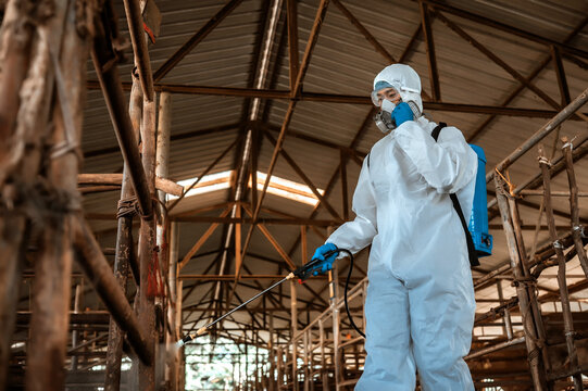 Professional worker ppe suit disinfecting animal farm, livestock disease prevention spraying disinfectant cow barn, Disinfecting livestock area protective equipment agriculture industry.