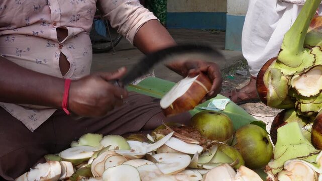 Traditional Outdoor Cutting of Palmyra Fruit by Hand