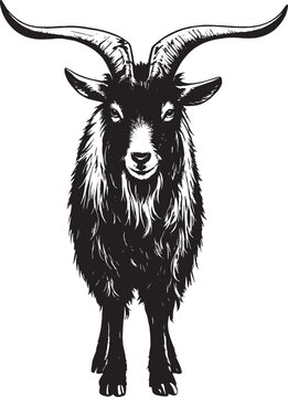 Stylized goat head vector portrait. Hand-drawn vintage engraving style black and white domestic goat illustration with horns isolated on white background.