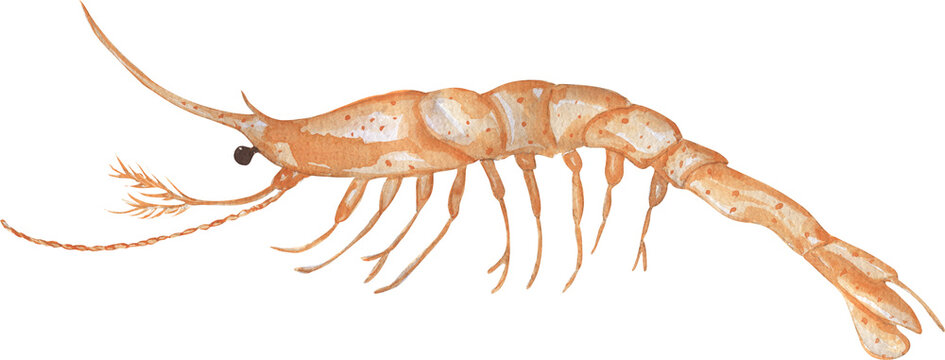 Watercolor shrimp illustration, hand drawn ocean animal clipart, mysis shrimp stage