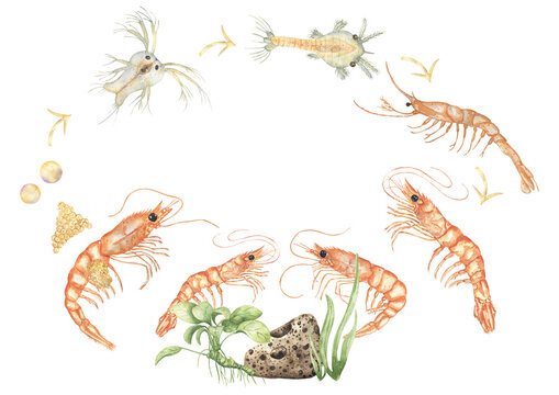 Watercolor shrimp life cycle poster illustration, hand drawn ocean animal growth stages print, mysis and adult shrimp, protozoea and eggs graphics