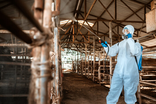 Professional worker ppe suit disinfecting animal farm, livestock disease prevention spraying disinfectant cow barn, Disinfecting livestock area protective equipment agriculture industry.