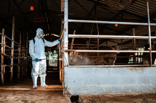 Professional worker ppe suit disinfecting animal farm, livestock disease prevention spraying disinfectant cow barn, Disinfecting livestock area protective equipment agriculture industry.