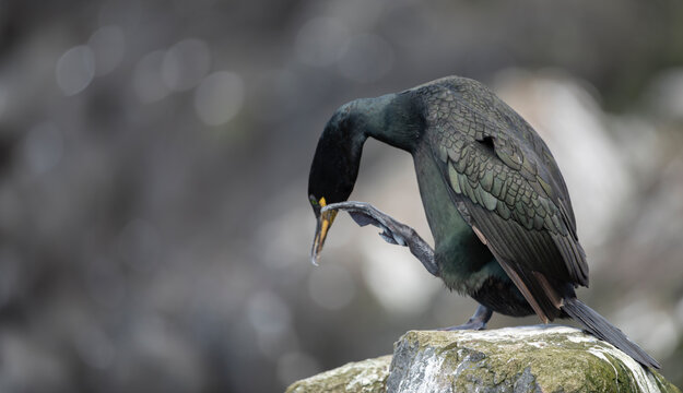  European Shag, phalacrocorax aristotelis,  on the rocky coast