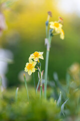 Fototapeta premium daffodil flowers with soft blurred background in spring garden light. Delicate blooms and shallow depth of field create a calm seasonal atmosphere