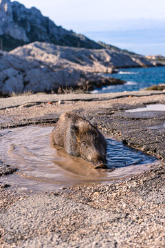 Un sanglier sauvage se rafraichit dans une flaque d'eau dans les Calanques de Marseille (France)