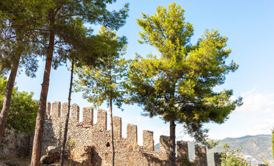 Obraz premium Weathered ancient stone castle ruins surrounded by tall pine trees in nature