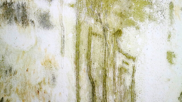 Abstract grungy wall texture with greenish mold stains, peeling paint, and weathered concrete surface, ideal as background for decay, dampness