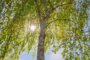 Fototapeta premium tree crown of a poplar tree with hanging branches, green leaves, bright sunshine