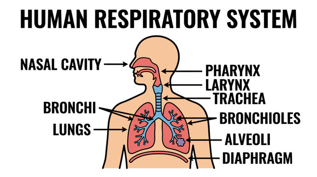 Detailed diagram of the Human Respiratory System, showcasing anatomy from nasal cavity to diaphragm, with color-coded features and labels for educational physiology study.