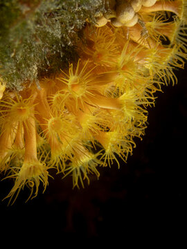 Macro photograph of the colonial zoanthid Parazoanthus axinellae attached to a marine substrate. The image shows dense clusters of bright yellow polyps with extended tentacles, typical of filterfeed