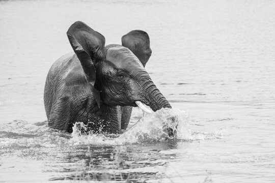 A young African elephant bull splashing water with its trunk while standing in the water, Kruger Park. Black and white photography. 
