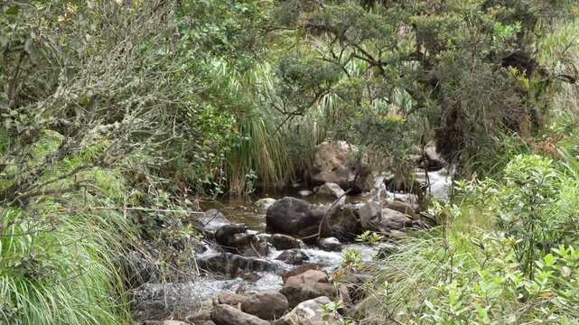 Small waterfall cascading over mossy rocks in Chingaza paramo natural park high altitude ecosystem Colombia
