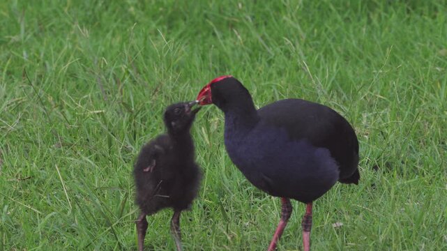 An adult Purple Swamphen interacting with it's chick, while in the grass