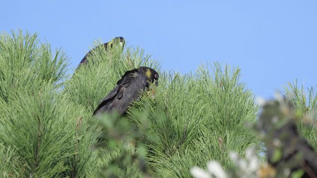 A Yellow-tailed black cockatoo at the top of a pine tree, pulling apart a pine cone, eating the seeds.