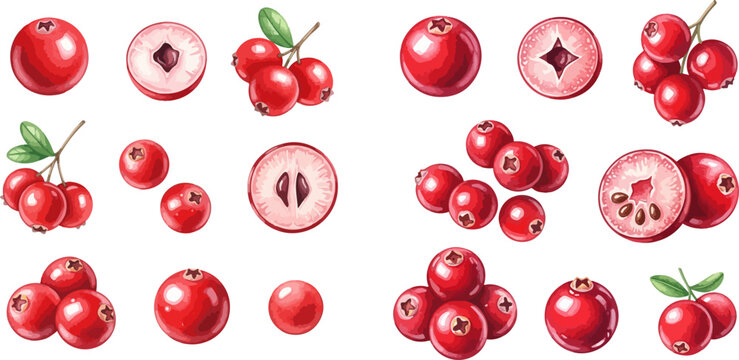 Set of watercolor illustrations of cranberries, whole and cut, with leaves, on a white background.