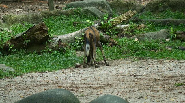 A African painted dog (Lycaon pictus) sniffs around, marking its territory, close up shot.