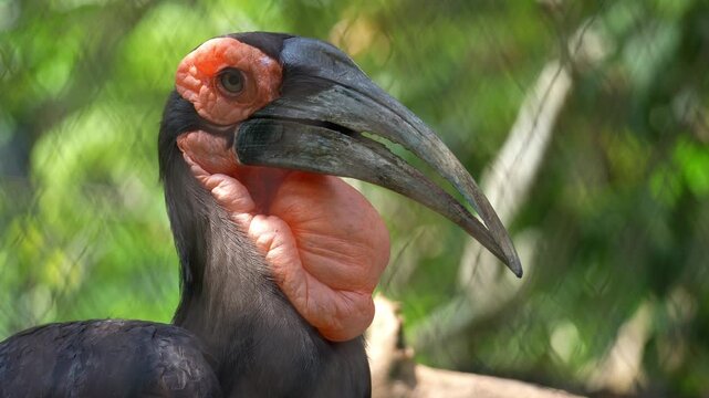 Close up shot of a Southern ground hornbill (Bucorvus leadbeateri) in captivity, looking around its surroundings.