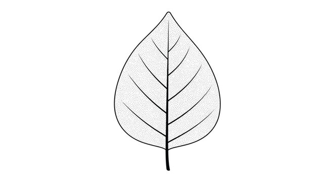 Detailed hand drawn illustration of a single leaf with delicate stippled texture and visible vein structures on white background.
