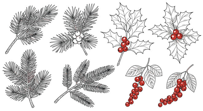 Detailed hand-drawn set of botanical elements including various pine and spruce branches, mistletoe with white berries, and holly with red berries.