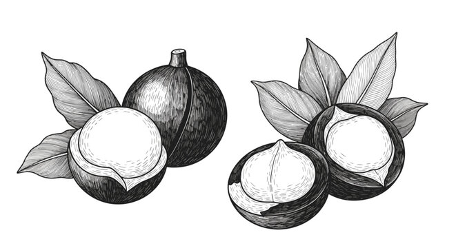 Detailed black and white engraving of macadamia nuts with shells and leaves showcasing natural organic food and healthy snacks.