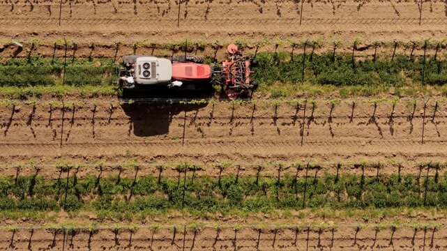 Aerial view of a tractor working in a vineyard between rows of vines in Kyjov, South Moravian Region, Czechia.
