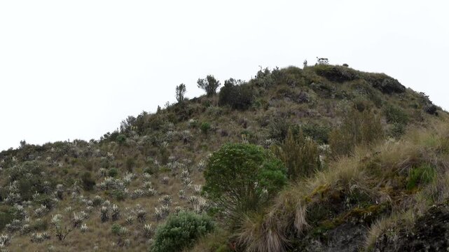 Smooth camera movement panning over scenic mountains in Colombian paramo natural park high altitude andean ecosystem