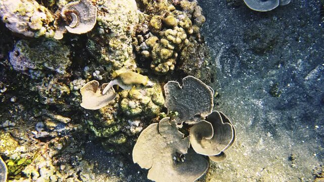 Black-saddled toby swimming over coral reef seabed