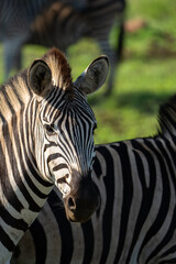Naklejka premium A portrait of a plain's zebra's head with a blurred green background, Kruger Park. 