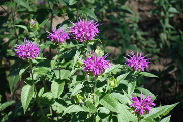 Fototapeta premium Multiple pinkish purple flowers of Monarda in July