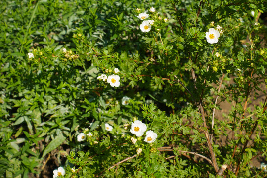 White flowers in the leafage of shrubby cinquefoil in August