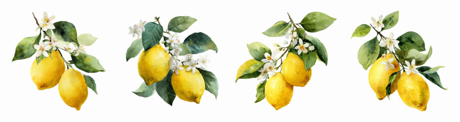 Watercolor drawing of fresh lemons growing on branches with green leaves and white blossoms, symbolizing natural vitality, healthy eating, and organic ingredients for summer © Mari