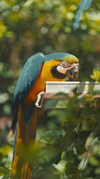 Bird drinks water from a dish in a lush green garden during a sunny afternoon