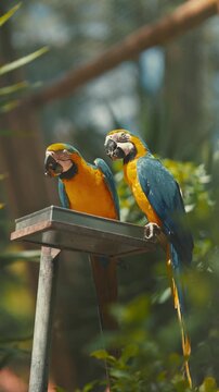 Colorful parrots eat at a feeder in a garden setting during bright daylight hours
