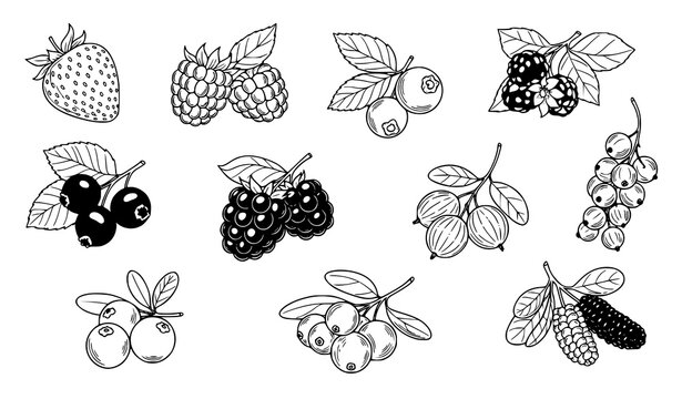 Hand Drawn Berry Outline Vector Set with Botanical Fruit Illustrations