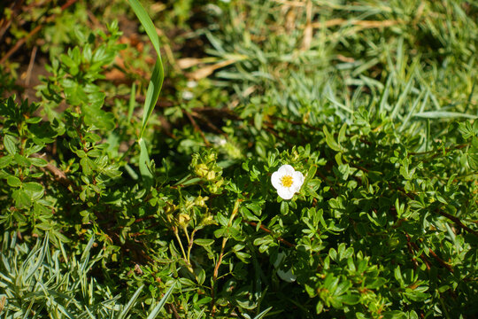 White flowers in the leafage of shrubby cinquefoil in July