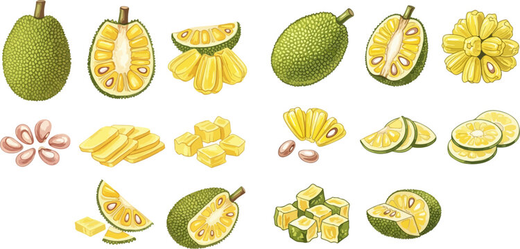 Set of fresh jackfruit and its components, including whole fruit, sliced pieces, and seeds, isolated on a white background.