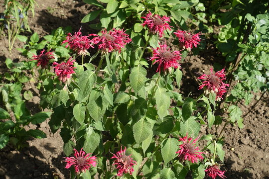 Multiple ruby red flowers of Monarda in July
