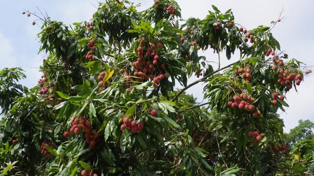 Lychee Fruit Tree with Dense Green Foliage and Ripe Red Clusters