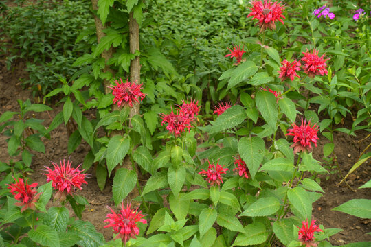 Multiple ruby red flowers of Monarda in July