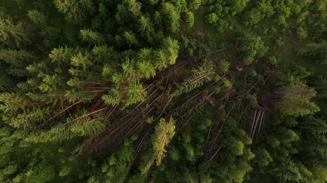 4k video aerial view of a forest damage. Top-down aerial perspective of a coniferous forest showing significant wind throw damage with many fallen pine trees lying on the ground among standing timber.