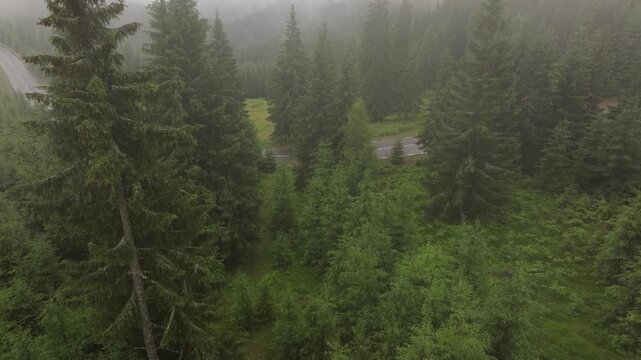 High-angle aerial view of a winding mountain road between Suceava and Harghita, Romania, passing through a dense evergreen forest partially covered in morning mist. 4k aerial view 
