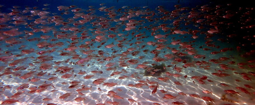 Philippines sea life