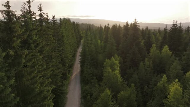aerial 4k video of a dirt road in the middle of a forest during sunset. Straight gravel forest road stretching through a tall pine forest in the Romanian mountains during a warm golden hour sunset wit