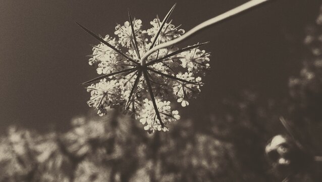 White Umbel Flower Close-up