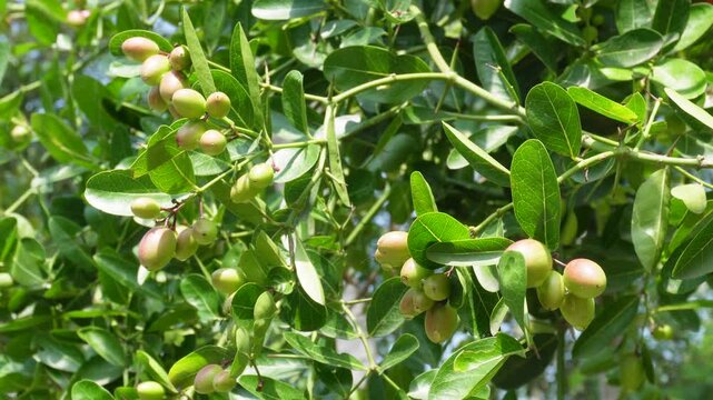 Carissa carandas Tree with Clusters of Ripening Green and Pink Fruits