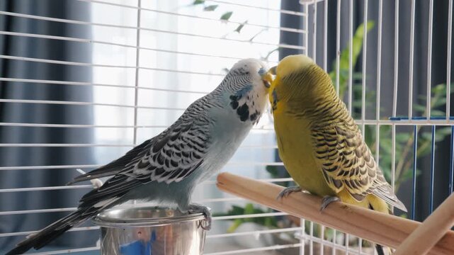 Two adorable budgerigars perched inside a spacious cage, displaying affectionate interaction in a bright domestic setting.