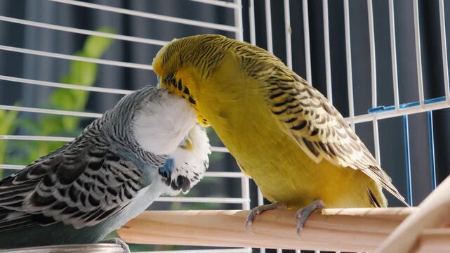 Two budgerigar parrots sitting on perch inside cage preening each other with affection.