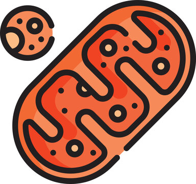 Cartoon mitochondria and its small vesicle organelle structures for biology educational purposes  cell components